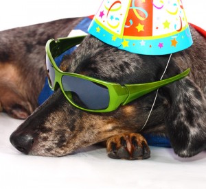Dog's Life Wearing A Hat And Glasses Having Fun At A Party